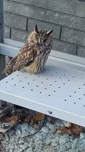 Yaralı Kulaklı Orman Baykuşu Koruma Altına Alındı