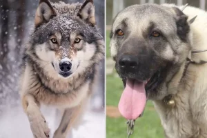 Yasak aşk yaşayan iki ezeli düşman! Kurt ile kangal çiftleşti, ortaya acayip bir tür çıktı