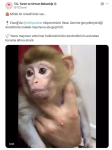 Yavru Makak Maymunu Koruma Altına Alındı