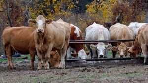 Yem sanayicileri fiyatları, Ramazan sonuna kadar sabit tutacak