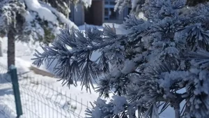 Yeşilyurt’ta Dondurucu Soğuk Etkili