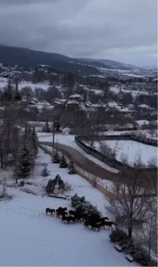 Yılkı Atları Kent Merkezine İndi