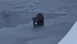 Yüksekova’da Nesli Tehlikedeki Su Samuru Görüntülendi