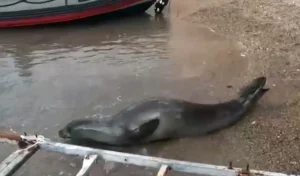 Yunan Foku Antalya’da Bulundu