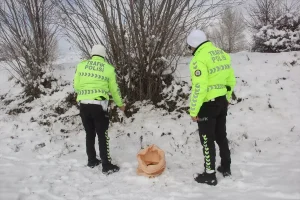 Zara’da Yaban Hayvanlarına Yem Desteği