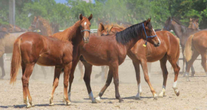 100 milyon liralık yarış atları ortadan kayboldu!