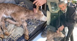 4 günlük buzağısını uzun hava ile tedavi etmeye çalıştı