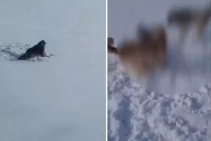 Aç kaldığı için köye inen kurt-köpek melezi hayvanın acı sonu
