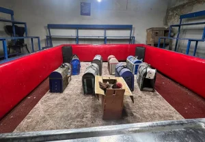 Adana’da Horoz Dövüşü Operasyonu