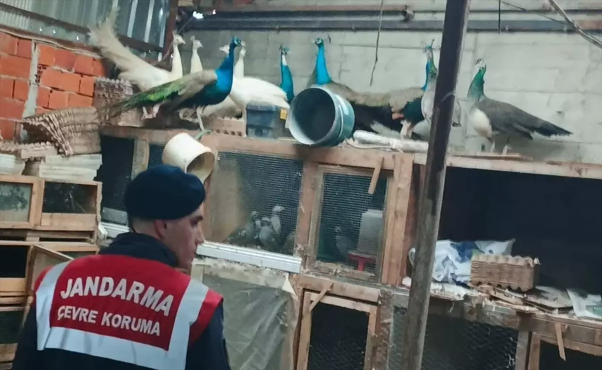 Adapazarı’nda Hayvan Kaçakçılığı Operasyonu