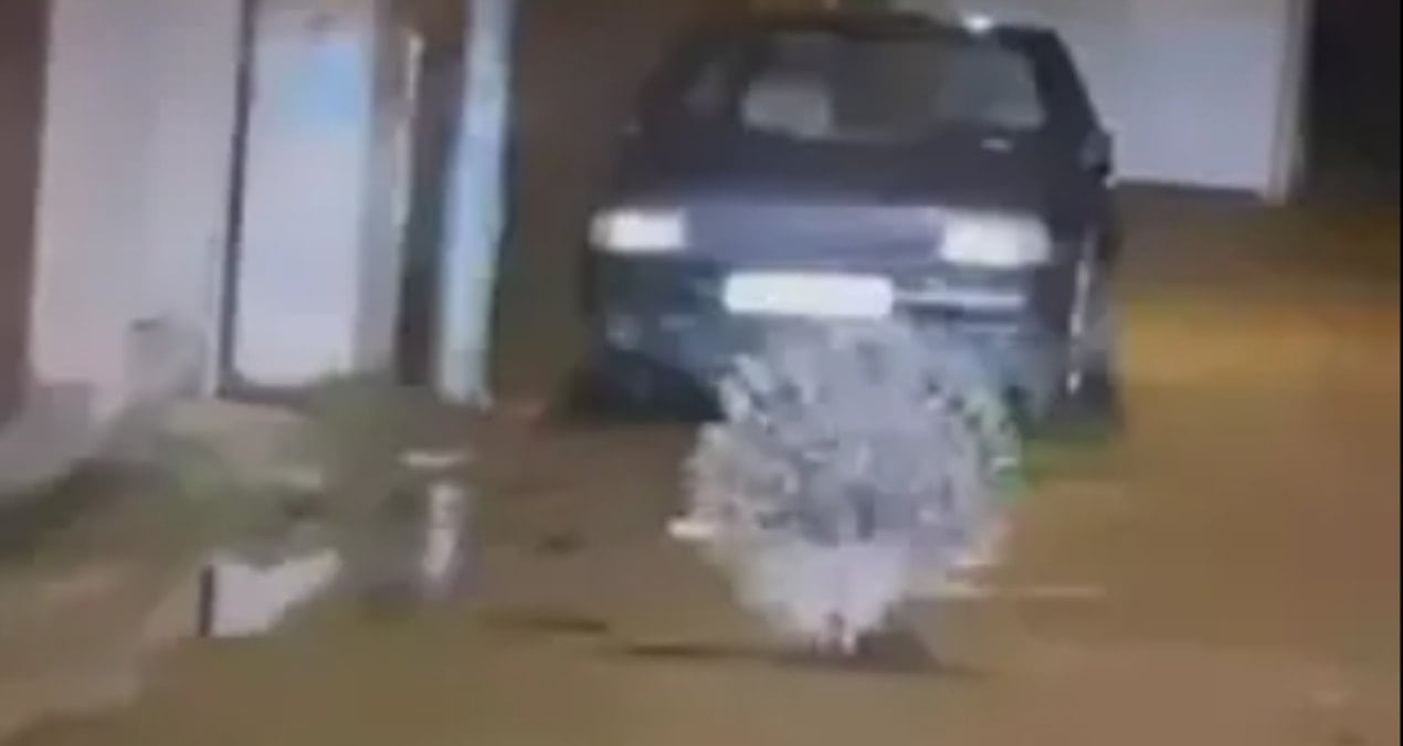 Afrika’nın en tehlikeli canlıları arasında… Aydın’da görüntülendi