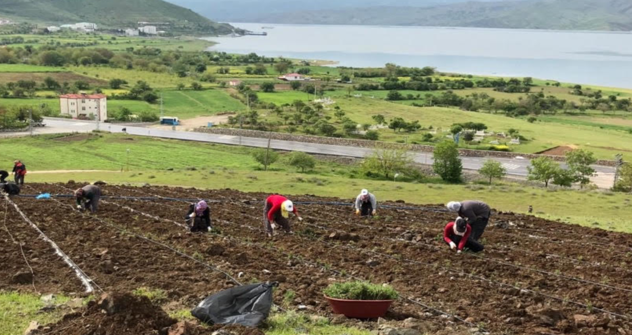 AKP’li Pertek Belediyesi’nin 21,8 milyonluk arsası icralık