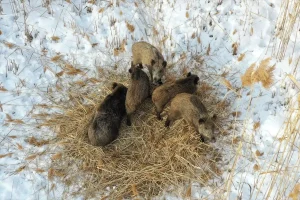 Anne Domuz ve Yavruları Dronla Görüntülendi