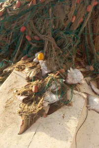 Antalya’da Boğa Vatozu Sürüsü Yakalandı