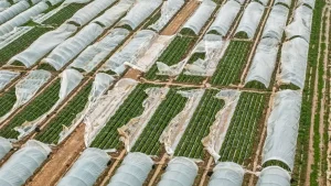 Antalya’da Tarım Alanları Felaketten Zarar Gördü