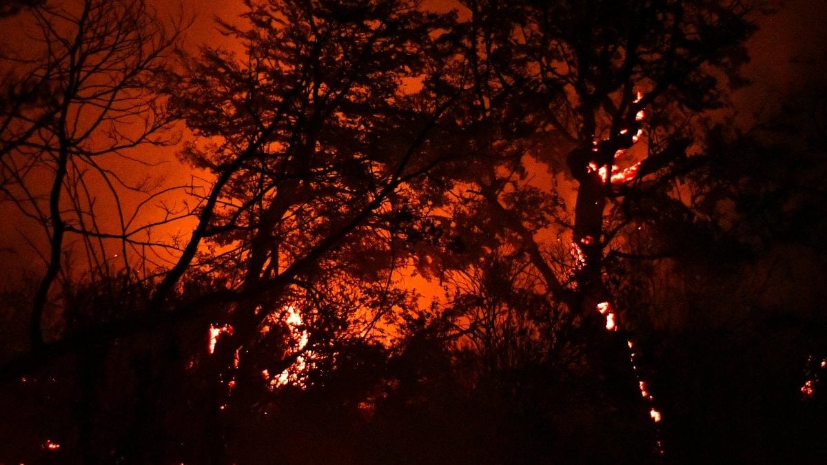 Arjantin’de orman yangınları: 50 bin hektar kül oldu