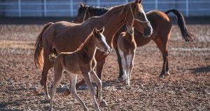 Atları da çalarlar