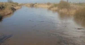 Aydın’da Büyük Menderes Nehri taştı: Tarım arazileri sular altında kaldı