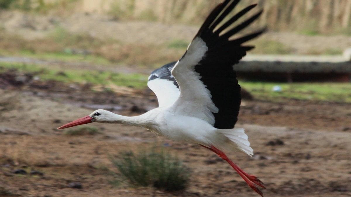 Aydın’da yılın ilk leyleğini gören kişiye bir çuval un hediye edildi