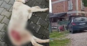 Bahçeye giren sokak köpeğini gözünü kırpmadan öldürdü!