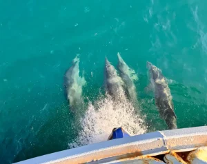 Balıkçılara Eşlik Eden Yunuslar