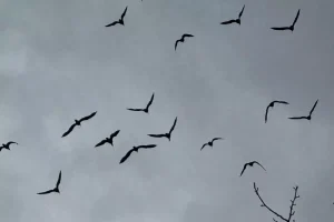 Birecik’te 277 Kelaynak Doğaya Bırakıldı