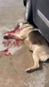 Bodrum’da 2 Köpek Tüfekle Vuruldu