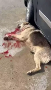 Bodrum’da 2 Köpek Tüfekle Vuruldu