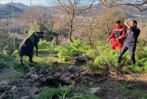 Bodrum’da Kuyuya Düşen Buzağı Kurtarıldı