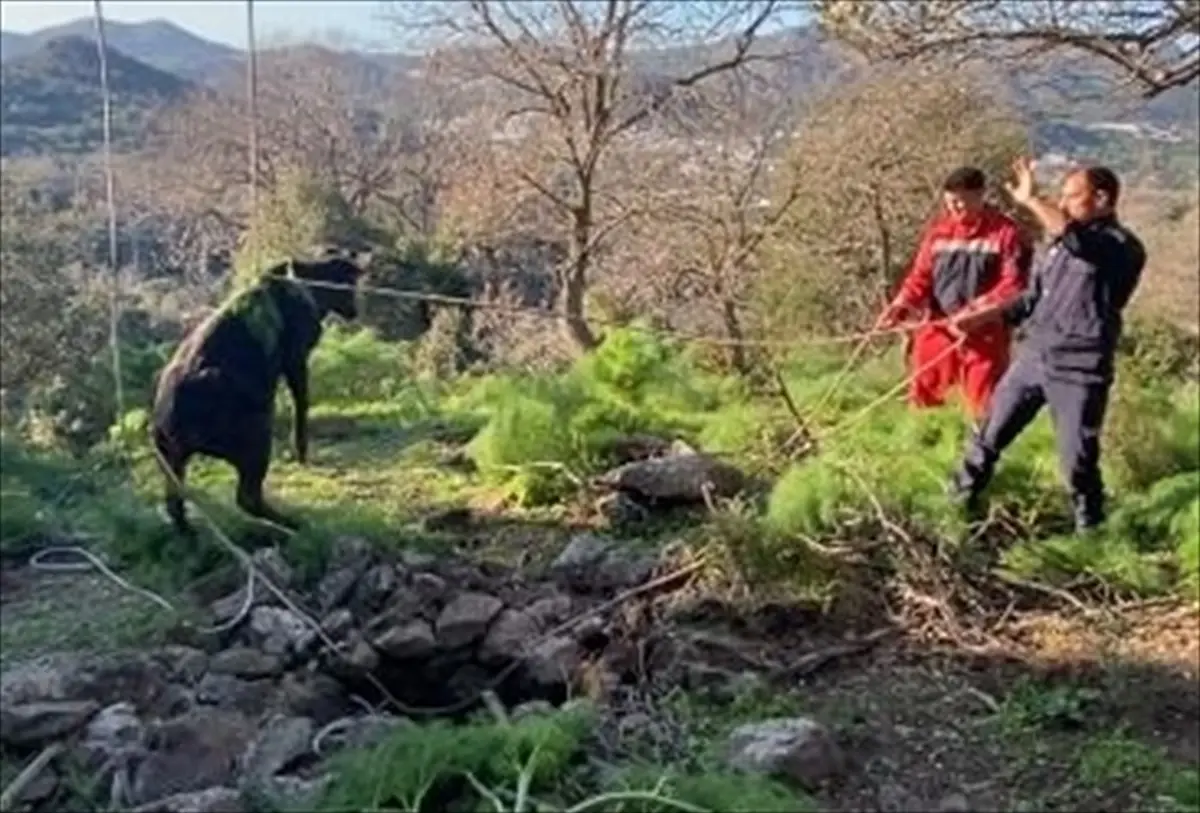 Bodrum’da Kuyuya Düşen Buzağı Kurtarıldı