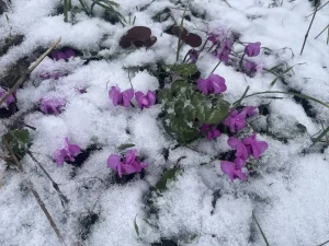 Bolu ve Kocaeli’de Kar Yağışı Etkili