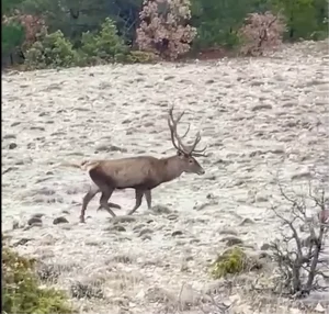 Bolu’da Kızılgeyik Sürüsü Görüntülendi