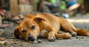 Bu büyükşehirde 27000 sokak köpeği toplatıldı