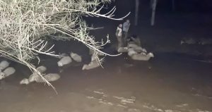 Çamura saplanan 30 koyun kurtarıldı, 2 koyun öldü