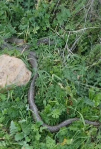 Çan’da 2 Metrelik Yılan Görüntülendi