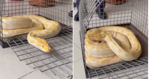 Denizli’de AVM’deki gösteri yılanına el konuldu