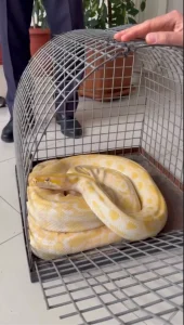 Denizli’de Yılandan Kaçak Gösteri