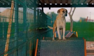 Didim Belediyesi’nden can dostlara sevgiyle hizmet