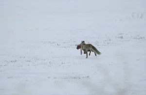 Doğu Anadolu’da Kar Yağışı Etkili Oldu