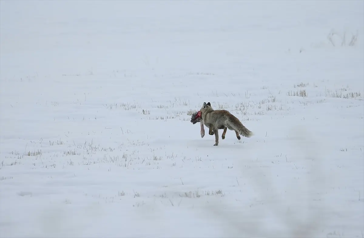 Doğu Anadolu’da Kar Yağışı Etkili Oldu