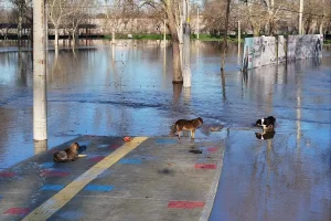 Edirne Nehirlerinde Debi Değişimleri