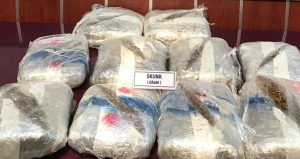 Edirne’de 240 kilo skunk ele geçirildi