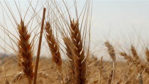 Ekmeklik ve makarnalık buğday stokları günlük satışta