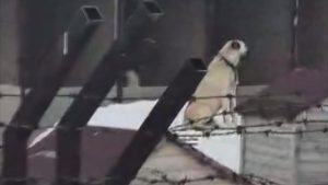 Erzincan’daki depremi Sivas’taki Kangal köpekleri hissetti: O anlar kamerada