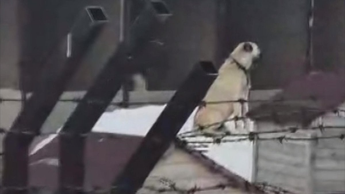 Erzincan’daki depremi Sivas’taki Kangal köpekleri hissetti: O anlar kamerada