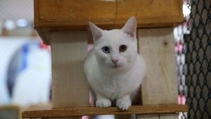 Evcil kedilerdeki kanser araştırması insan tedavisine ışık tutabilir