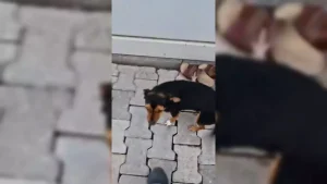 Fatma Arat, Beyaz’la Joker Programında