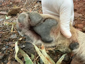 Fethiye’de Ölen Kurt Genetik Araştırmaya Dahil Edildi