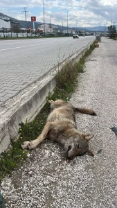 Fethiye’de Ölü Bulunan Kurtun Ölüm Nedeni Araç Çarpması