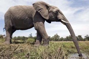 Fil Hortumundaki Kıllar Sosyal Etkileşimi Güçlendiriyor